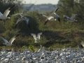 Snow Goose