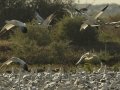 Snow Goose