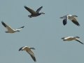 Snow Goose
