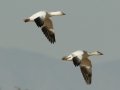 Snow Goose