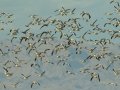 Snow Goose