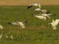 Snow Goose