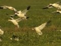 Snow Goose