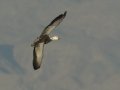 Snow Goose