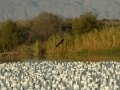 Snow Goose
