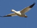 Snow Goose