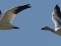 Snow Goose