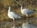 Snow Goose