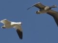 Snow Goose