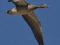 Snow Goose