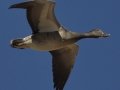 Snow Goose