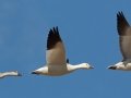 Snow Goose