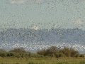 Snow Goose