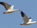 Snow Goose