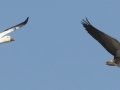 Snow Goose