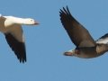 Snow Goose