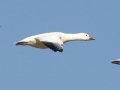 Snow Goose