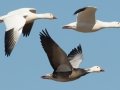Snow Goose