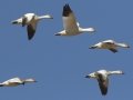 Snow Goose