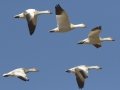 Snow Goose
