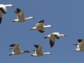 Snow Goose