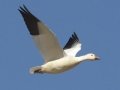 Snow Goose