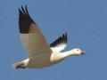 Snow Goose