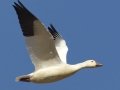 Snow Goose