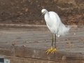 Snowy Egret