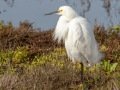 Snowy Egret