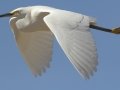 Snowy Egret
