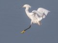 Snowy Egret