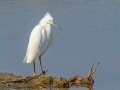 Snowy Egret