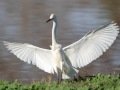 Snowy Egret