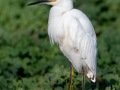 Snowy Egret