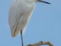 Snowy Egret