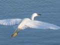 Snowy Egret
