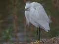 Snowy Egret