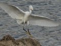 Snowy Egret