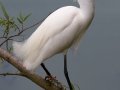 Snowy Egret