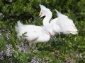 Snowy Egret