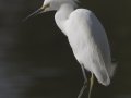 Snowy Egret
