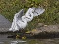 Snowy Egret