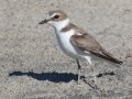 Snowy Plover