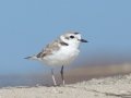 Snowy Plover