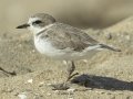 Snowy Plover