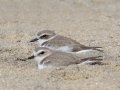 Snowy Plover