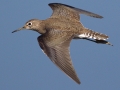 Solitary Sandpiper