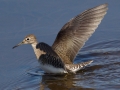 Solitary Sandpiper