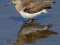 Solitary Sandpiper